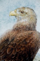 Elaine Franks Artwork - Original Picture In Mixed Media - 'White Tailed Sea Eagle '